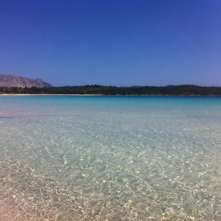 Oleandro - 2349447 *