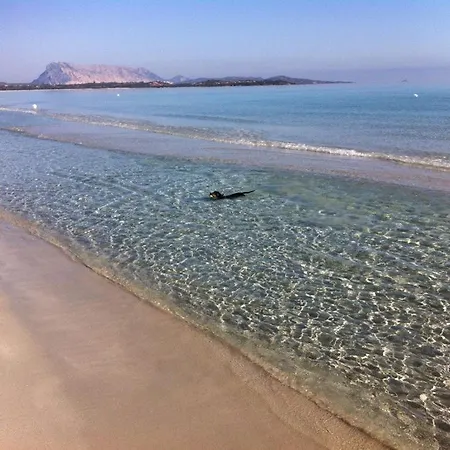 Oleandro - 2349447 San Teodoro (Sardinia)