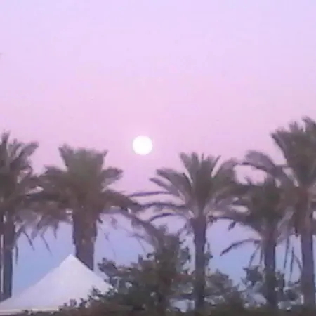 Oleandro - 2349447 San Teodoro (Sardinia)